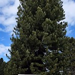 Die äußerst resistente Zirbe kann bis zu 1.000 Jahre alt werden