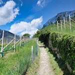 Der Weg Nr. 10A wird von malerischen Obstwiesen umrahmt