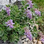 Das Blaue Mänderle wächst nur auf Kalk oder Dolomit