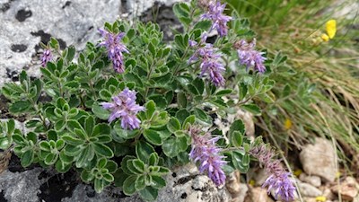 Das Blaue Mänderle wächst nur auf Kalk oder Dolomit