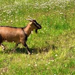 Ziegen weiden in den Wiesen um die Linderalm
