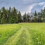 Durch Wald und Wiesen zum Tomanegger