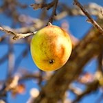 Saftige Äpfel blühen am Wegesrand