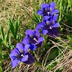 Auch der Enzian gedeiht auf der Seiser Alm