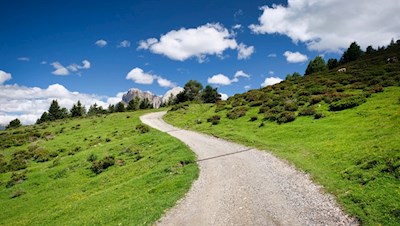 The hiking trail to the Mahlknechthütte is surrounded by numerous alpine rhododendron