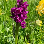 Auch das Knabenkraut gedeiht in den Wiesen um die Vaciara Hütte