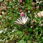 Schmetterlinge tollen sich in den Wiesen um Völs