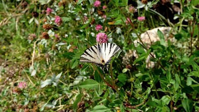 Schmetterlinge tollen sich in den Wiesen um Völs