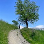 Der Poststeig zieht sich durch liebliche Wiesen