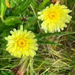 Blümchen umsäumen den Weg zur Plattner Alm