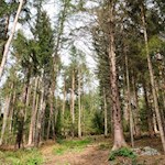 Durch den lichten Kiefernwald nach Amaten