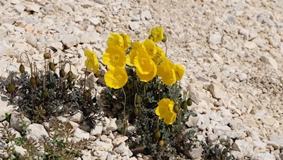 Alpine poppy
