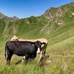 Weidetiere säumen den Weg auf die Seefeldspitze