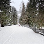 Waldweg um den Antholzer See