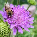 "Wenn die Biene einmal von der Erde verschwindet, hat der Mensch nur noch vier Jahre zu leben." (A. Einstein) 