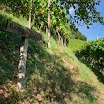 Auch der Rückweg nach Klausen ist gut ausgeschildert