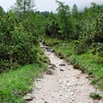 Der erste Anstieg führt durch schattenspendende Waldhänge