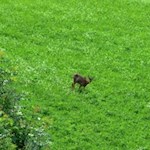 Verwundert blickt ein Reh zu den Radfahrern hoch...
