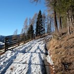 Der Wanderweg taucht sogleich in den Wald ein