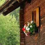 Fiori sui davanzali delle finestre