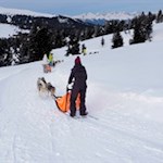 Die Schlittenhunde machen die Winteridylle perfekt...