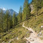 Across picturesque larch slopes to the Fonda Savio mountain hut