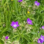 Auch der Storchenschnabel gedeiht in den Wiesen am Fuße des Rosengarten