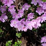 Die bewimperte Zwerg-Alpenrose