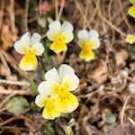 Auch Veilchen blühen am Poststeig