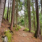 Die Wanderung auf den Wolfskofel führt im steten Anstieg durch den Wald