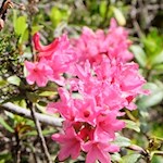 Zarte Alpenrose am Wegesrand