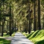 Der lauschige Lärchenwald zu Beginn des Weges