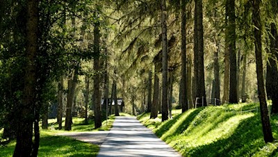 Der lauschige Lärchenwald zu Beginn des Weges