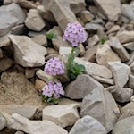 Zarte Alpenblumen bewachsen die kargen Hänge