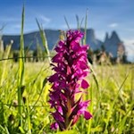 Knabenkraut auf der Seiser Alm
