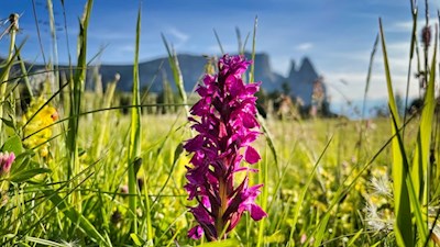 Knabenkraut auf der Seiser Alm