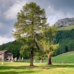 Gurndinalm am Fuße des Weißhorn