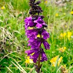 In den Bergwiesen des Anello Vallon Popera gedeihen zahlreiche Blumen