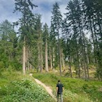 Attraverso il bosco in direzione di Kaiserstein