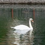 Schwäne gelten als Sinnbilder der Reinheit und der Treue