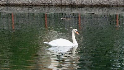Schwäne gelten als Sinnbilder der Reinheit und der Treue