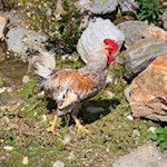 Hahn der Astnerbergalm