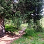 Durch den Wald in Richtung Würzjoch