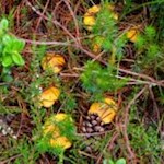 Goldgelbe Versuchung: Pfifferlinge am Wegesrand in Richtung Sambock...