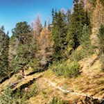 Der Pfad Nr. 19 führt durch einen lauschigen Wald