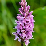 Knabenkraut am Wegesrand