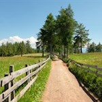 Unsere Wanderung führt durch die blumenreichen Lärchenwiesen des Salten