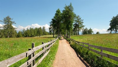 Unsere Wanderung führt durch die blumenreichen Lärchenwiesen des Salten