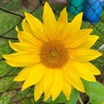 Sonnenblume bei Ehrenburg