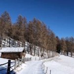 Lärchenwiese auf dem Weg zur Anratterhütte